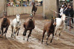 corsa dei baerberi in sicurezza